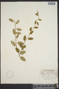 Berchemia scandens image