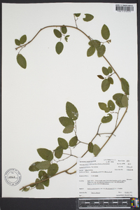 Berchemia scandens image