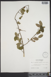 Berchemia scandens image