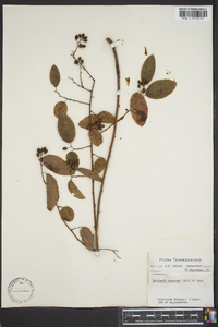 Berchemia scandens image