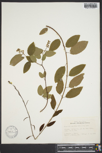 Berchemia scandens image