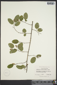 Berchemia scandens image