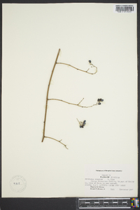 Berchemia scandens image