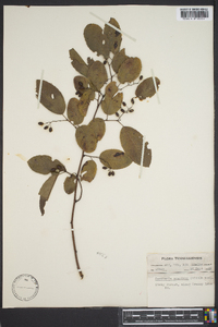 Berchemia scandens image