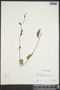 Berchemia scandens image