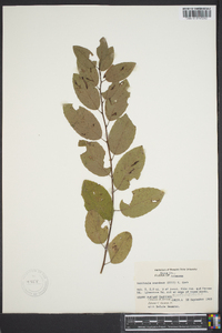 Berchemia scandens image