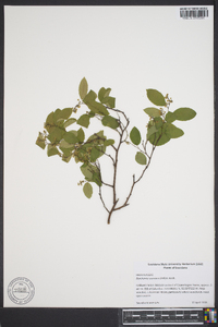 Berchemia scandens image