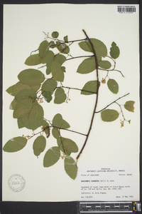 Berchemia scandens image