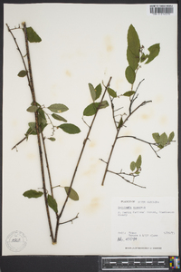 Berchemia scandens image