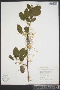 Berchemia scandens image