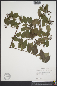 Berchemia scandens image