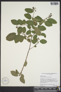 Berchemia scandens image