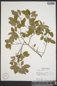 Berchemia scandens image