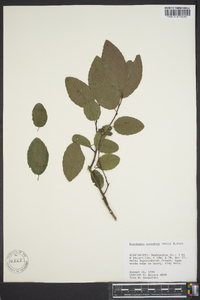 Berchemia scandens image