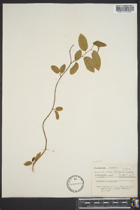 Berchemia scandens image