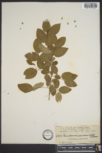 Berchemia scandens image