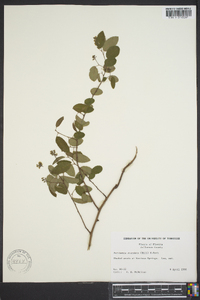 Berchemia scandens image