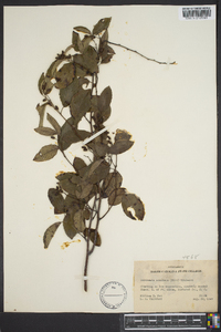 Berchemia scandens image