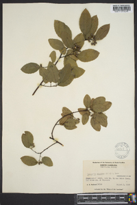 Berchemia scandens image