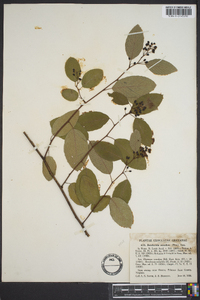 Berchemia scandens image