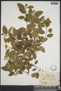 Berchemia scandens image