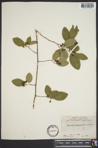 Berchemia scandens image