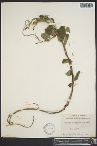 Berchemia scandens image