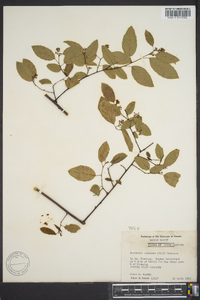 Berchemia scandens image