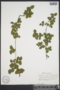 Sageretia minutiflora image