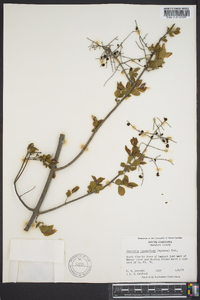 Sageretia minutiflora image