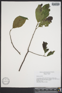 Rhamnus alnifolia image