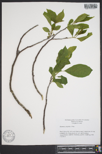 Rhamnus alnifolia image