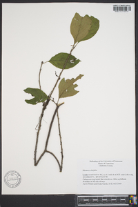 Rhamnus alnifolia image