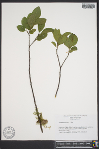 Rhamnus alnifolia image