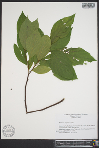 Rhamnus alnifolia image