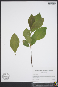 Rhamnus alnifolia image