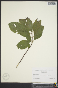 Rhamnus alnifolia image