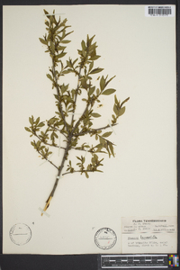 Rhamnus lanceolata image