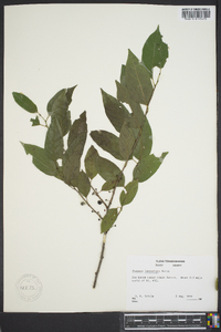 Rhamnus lanceolata image