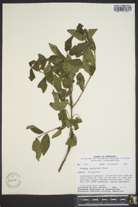 Rhamnus lanceolata image