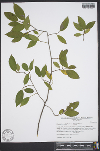 Rhamnus lanceolata var. glabrata image