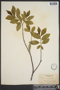 Rhamnus alnifolia image