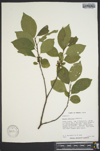 Rhamnus alnifolia image