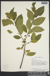 Rhamnus alnifolia image