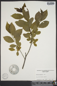 Rhamnus alnifolia image