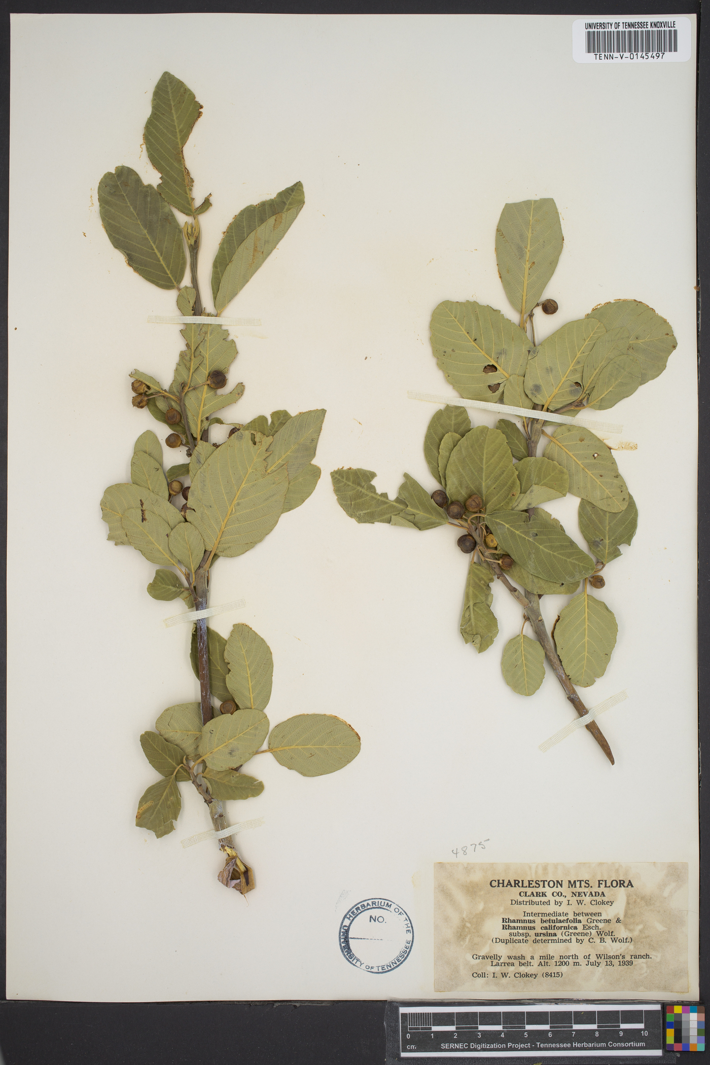 Rhamnus betulaefolia image