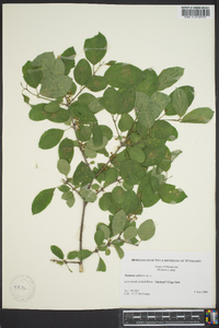 Rhamnus cathartica image