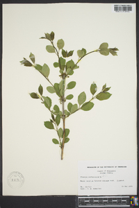 Rhamnus cathartica image