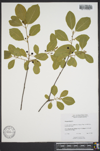 Frangula alnus image