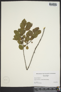 Frangula alnus image